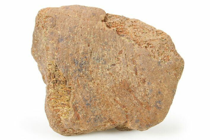 Fossil Nodosaurid (Denversaurus) Dinosaur Scute - Wyoming #264944